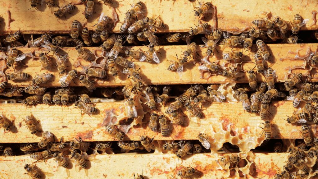 Urban bee hive